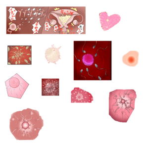 エロコラに使える「子宮」素材 カットインと拡大画像