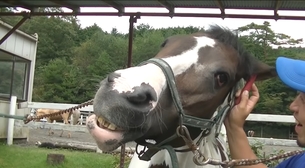 【動画】お馬さん、初めての手コキでアヘ顔を晒してしまうｗｗｗｗｗｗｗｗ